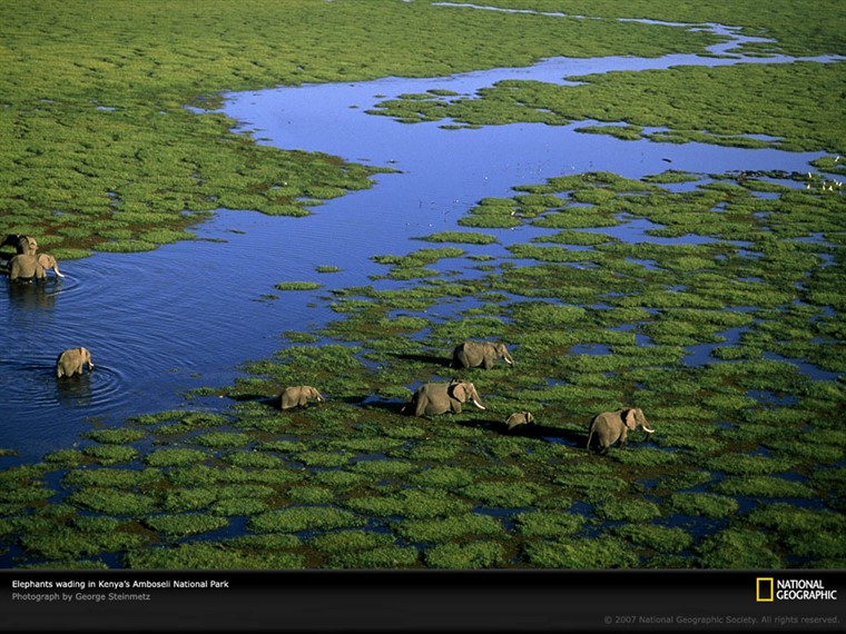 Aerial View of African Elephants Kenya 1999